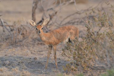 vahşi Kızıl geyik