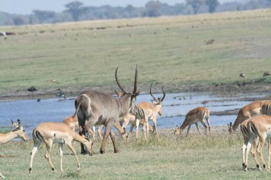 Kenya bozkırında vahşi hayvanlar