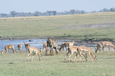 Afrika bozkırlarında vahşi geyikler