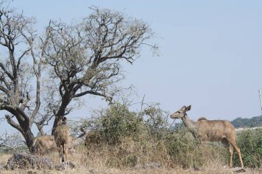 Kenya Ulusal Parkı 'nda zürafalı Afrika çalısı