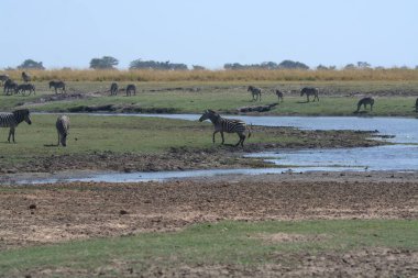 Nehrin sularında bir fil sürüsü