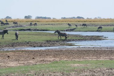 Vahşi atlar bozkırda