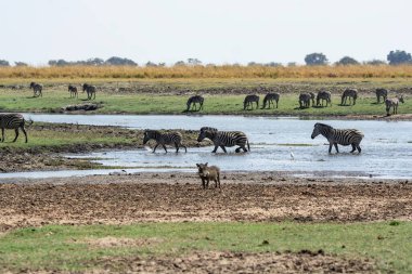 Afrika bozkırlarında antilop sürüsü