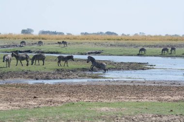 Afrika bozkırında zebra sürüsü