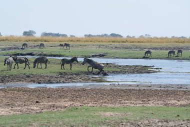 Savanadaki antilop sürüsü, Kenya