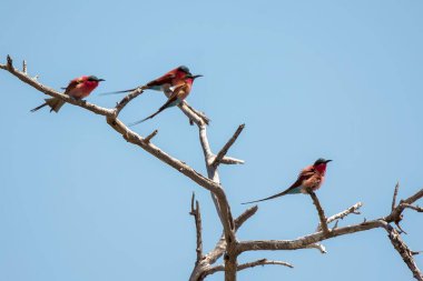 Ağaçta oturan bir kuş sürüsü.