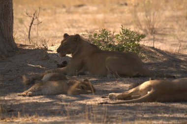 Aslanlar ve aslanlar Etoşa, Namibya 'da kumlarda oynuyorlar.