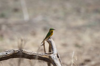 Güneş ışığında bir ağaç dalında oturan sarı göğüslü bir arı yiyicinin yakın plan fotoğrafı.