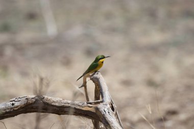 Sarı - gagalı arı - Afrika 'da yiyen