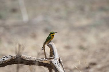 Bir ağacın dalındaki kuş.