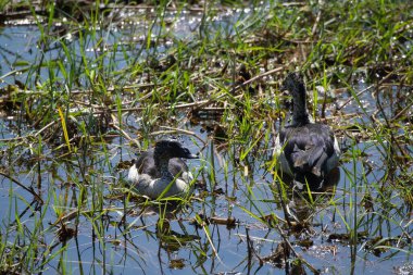 Florida 'da siyah beyaz balıkçıl