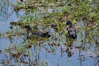 Kara ördek, ördek, ördek, ördek, ördek, ördek, ördek, aile, aile