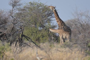 Kenya savanasında bir zürafa