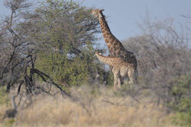 Savanadaki zürafalar, Kenya