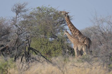 Afrika savanındaki zürafa