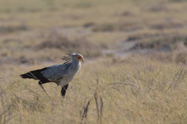 beyaz - sırt kartalı (haliaeetus pelcifer), yetişkin erkek, Güney Afrika