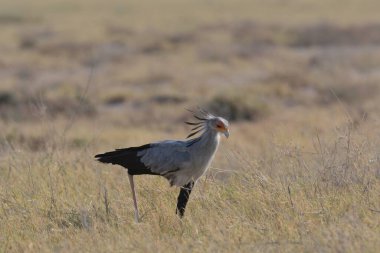 Balıkçıl kuşun doğadaki manzarası