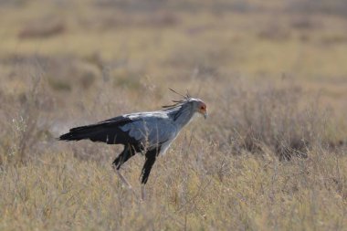 Bir kuş savanada uçuyor.
