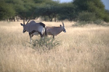 Afrika bozkırlarında vahşi antiloplar