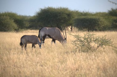 Bir vahşi at sürüsü çimenlerde koşuyor.
