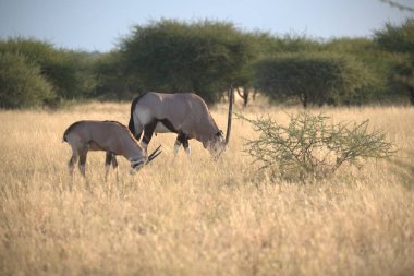 Tarladaki güzel siyah bir atın yakın çekimi.