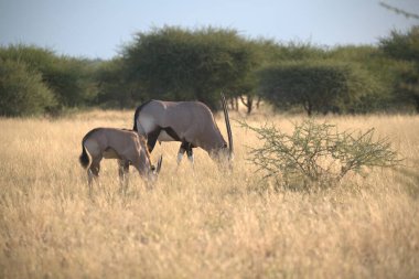 Afrika bozkırlarında vahşi atlar