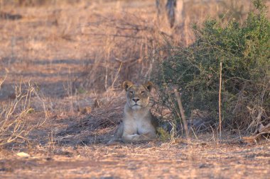 Aslan yavrusu çimenlerde oturuyor..