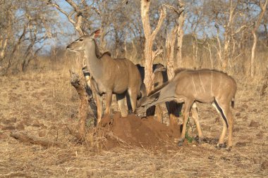 Afrikalı bir grup kudu hayvanı, Kruger Ulusal Parkı.