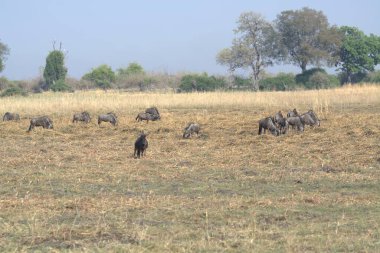 Afrika vahşi bufalosu Güney Afrika 'daki Kruger Park' ında