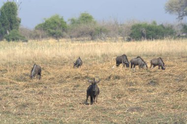 Bir grup Afrika bufalosu çimlerin üzerinde