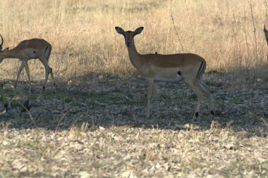 Vahşi doğada geyik