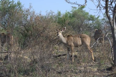 Kenya bozkırında geyik