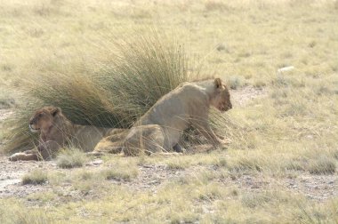 Kenya savanındaki aslan