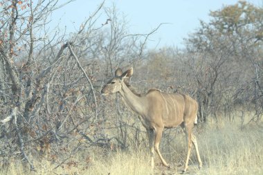 Savanada güzel bir dişi geyik resmi.