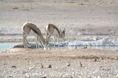 Beyaz ve siyah bir sürü - beyaz desha sha nehrinde su içiyor.