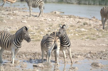 Zebra hayvanat bahçesinde