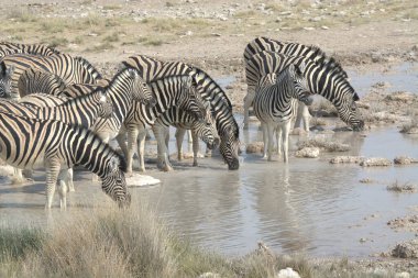 Zebra nehirde su içiyor.