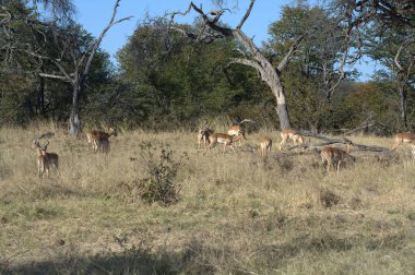 Ormanda bir grup geyik