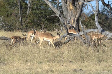 Ormanda bir grup geyik