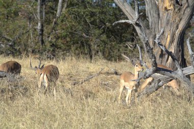 Afrika safari parkındaki vahşi hayvanlar..