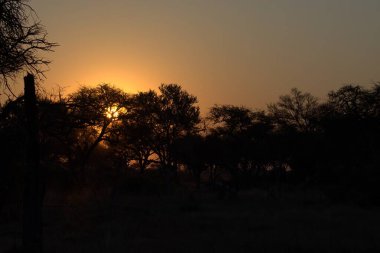 Güney Afrika 'daki Kruger Ulusal Parkı' nda günbatımında ormandaki güzel bir ağaç görüntüsü.