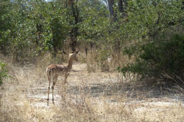 Ormandaki bir zürafanın güzel bir fotoğrafı.