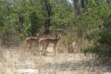 Parktaki ormanda güzel bir geyik resmi.