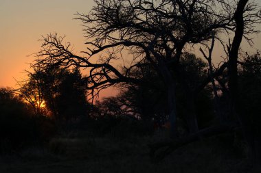 Günbatımı içinde Kruger National Park, Güney Afrika