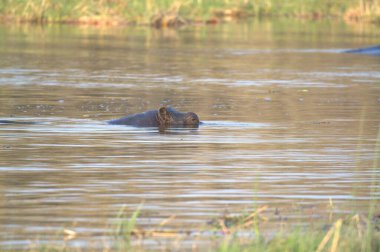 Sudaki büyük su ayısı (bucerus cristatus), subsubjektif ailenin en büyük türüdür.