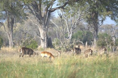 Savanadaki bir grup vahşi hayvan.