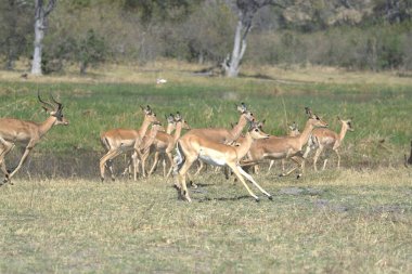 Vahşi hayvanlar, doğa geçmişi