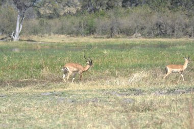 Ormanda bir grup geyik