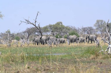 Namibya 'da savanada yürüyen büyük beyaz filler.