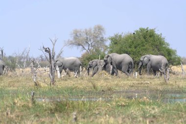 Afrika çalı fili ulusal parkta, Güney Afrika